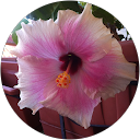 PAMELA ADAMO profile picture